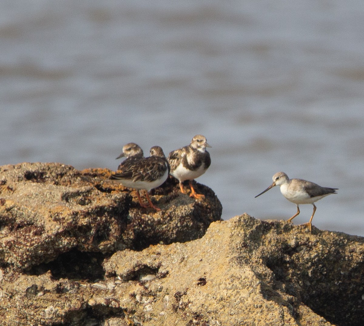 Terek kuliska - ML652071090