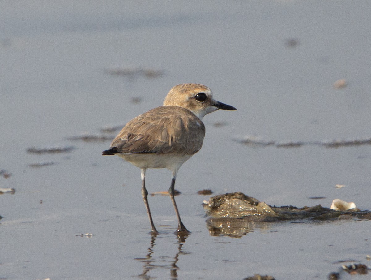 Leschenault txirritxoa - ML652071110