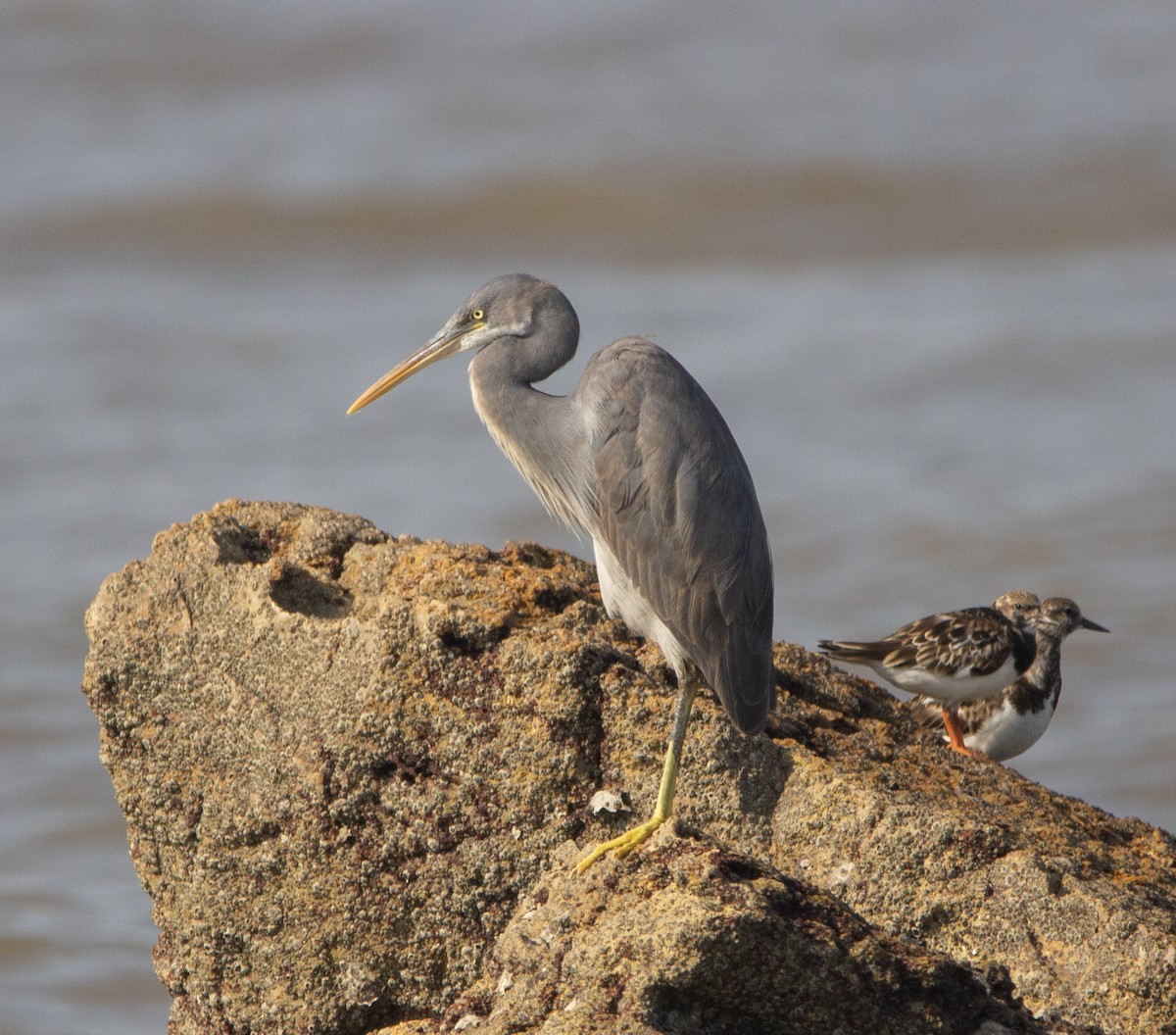 Uharri-koartzatxoa - ML652071127