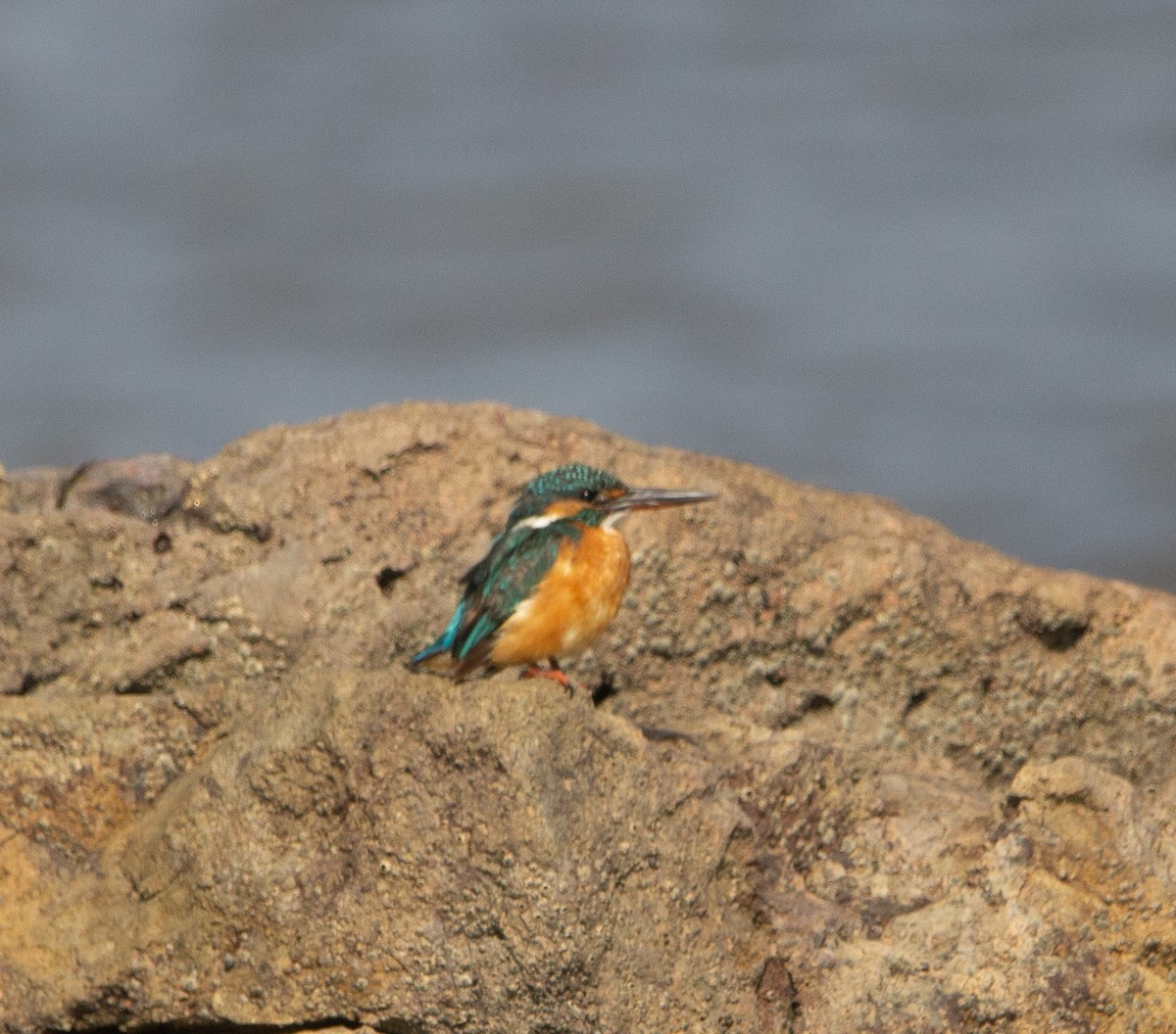 Martin arrantzalea - ML652071130