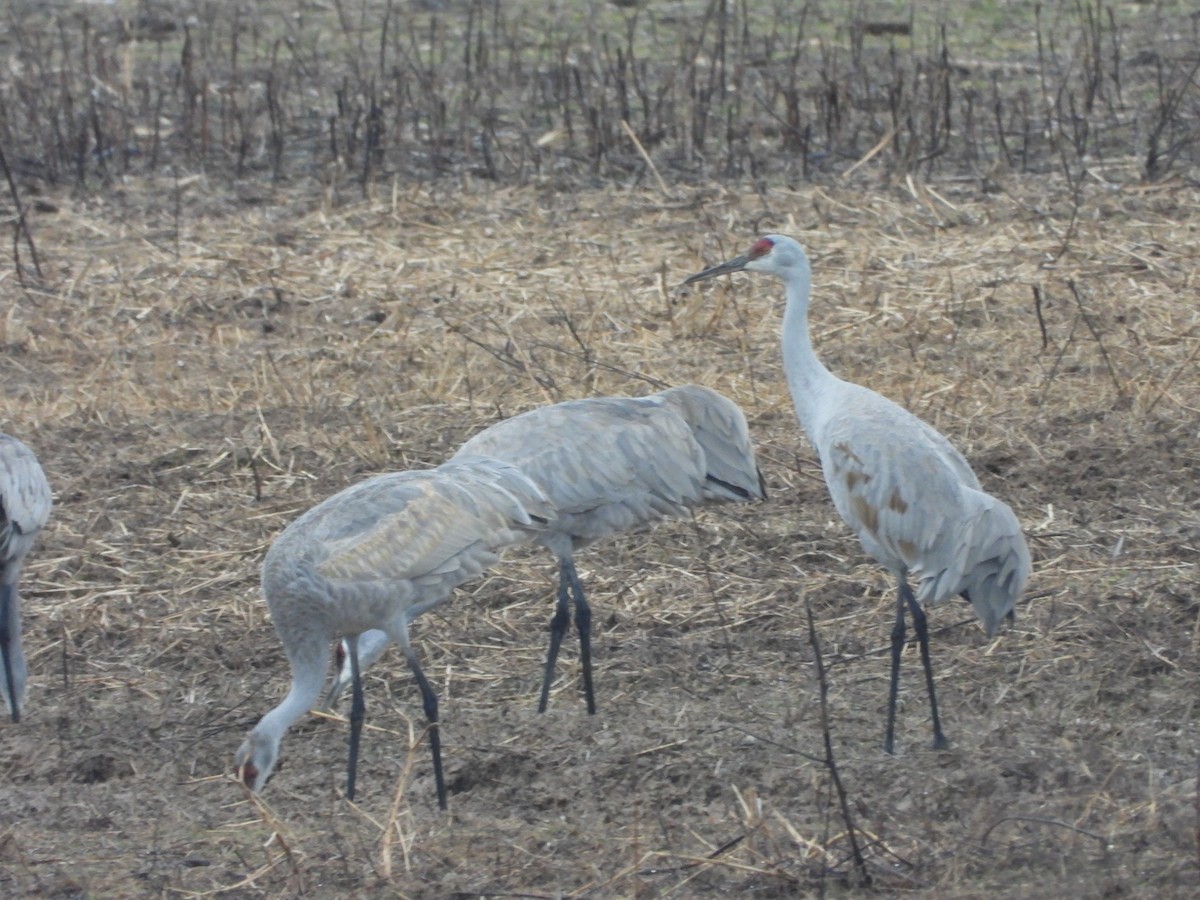 Sandhill Crane - ML652071186