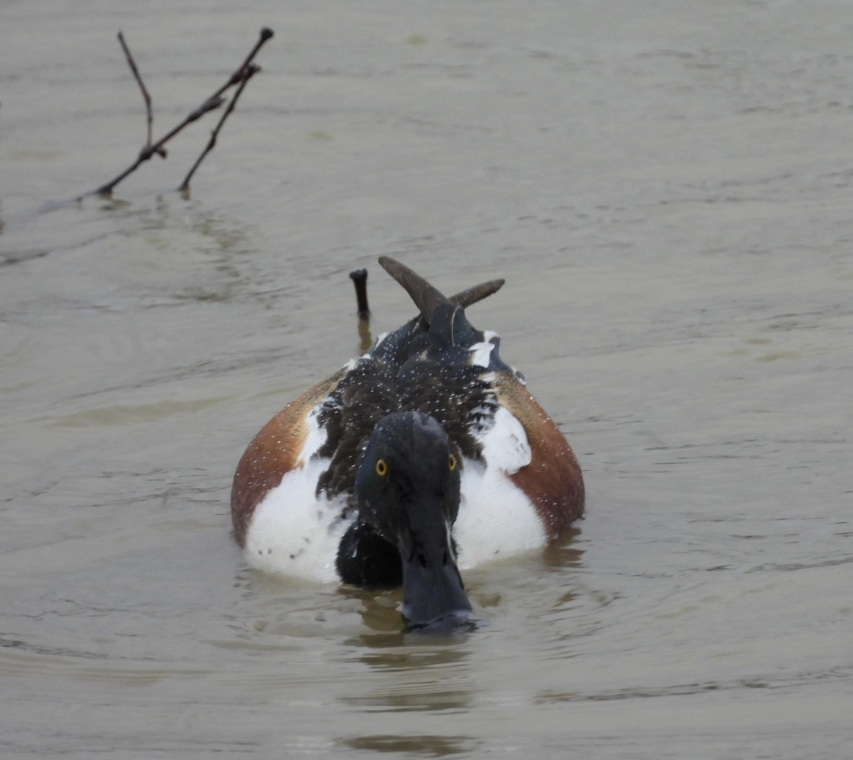 Northern Shoveler - ML652071215