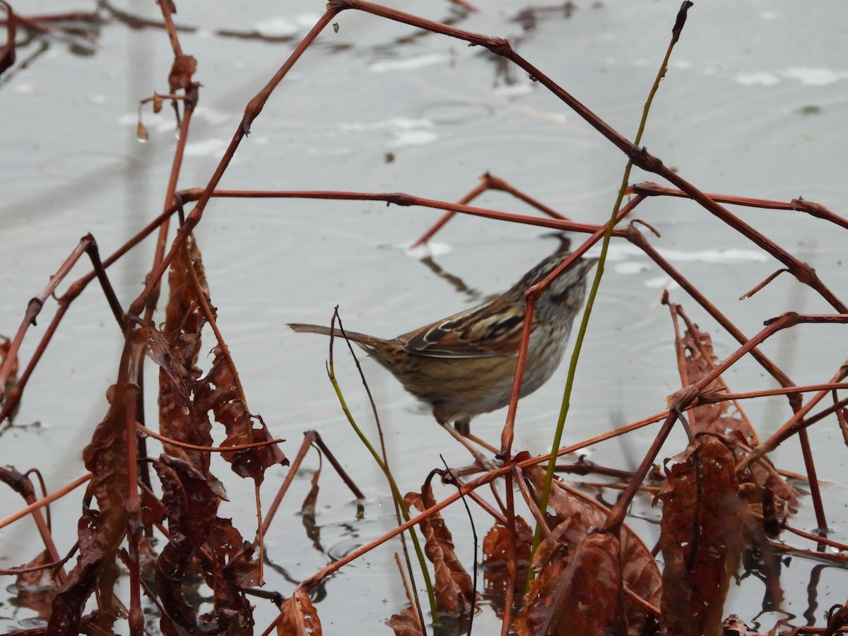 Swamp Sparrow - ML652071241