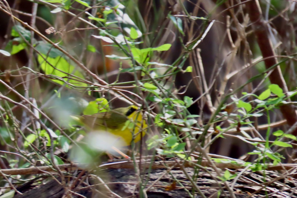 kentuckyparula - ML652071274