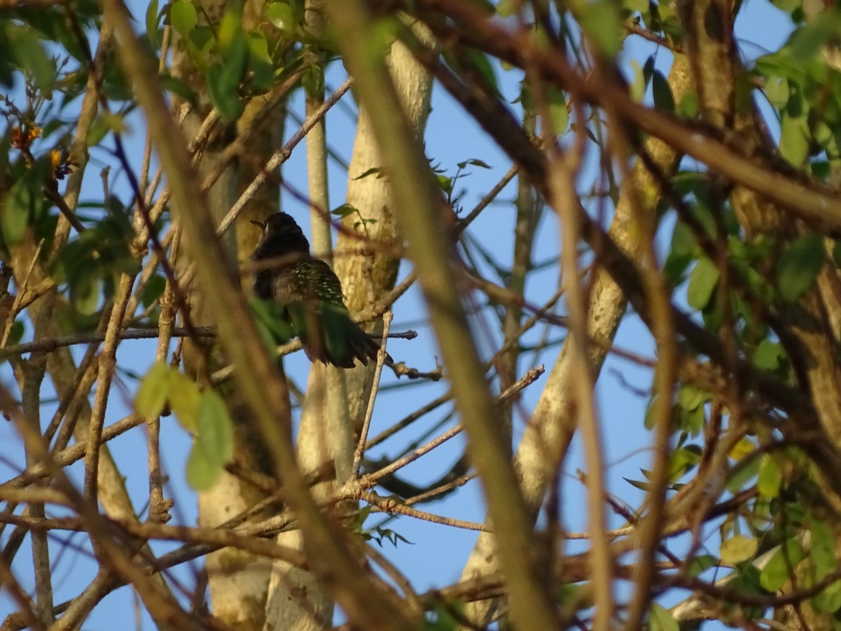 mexicosabelvinge - ML652071506