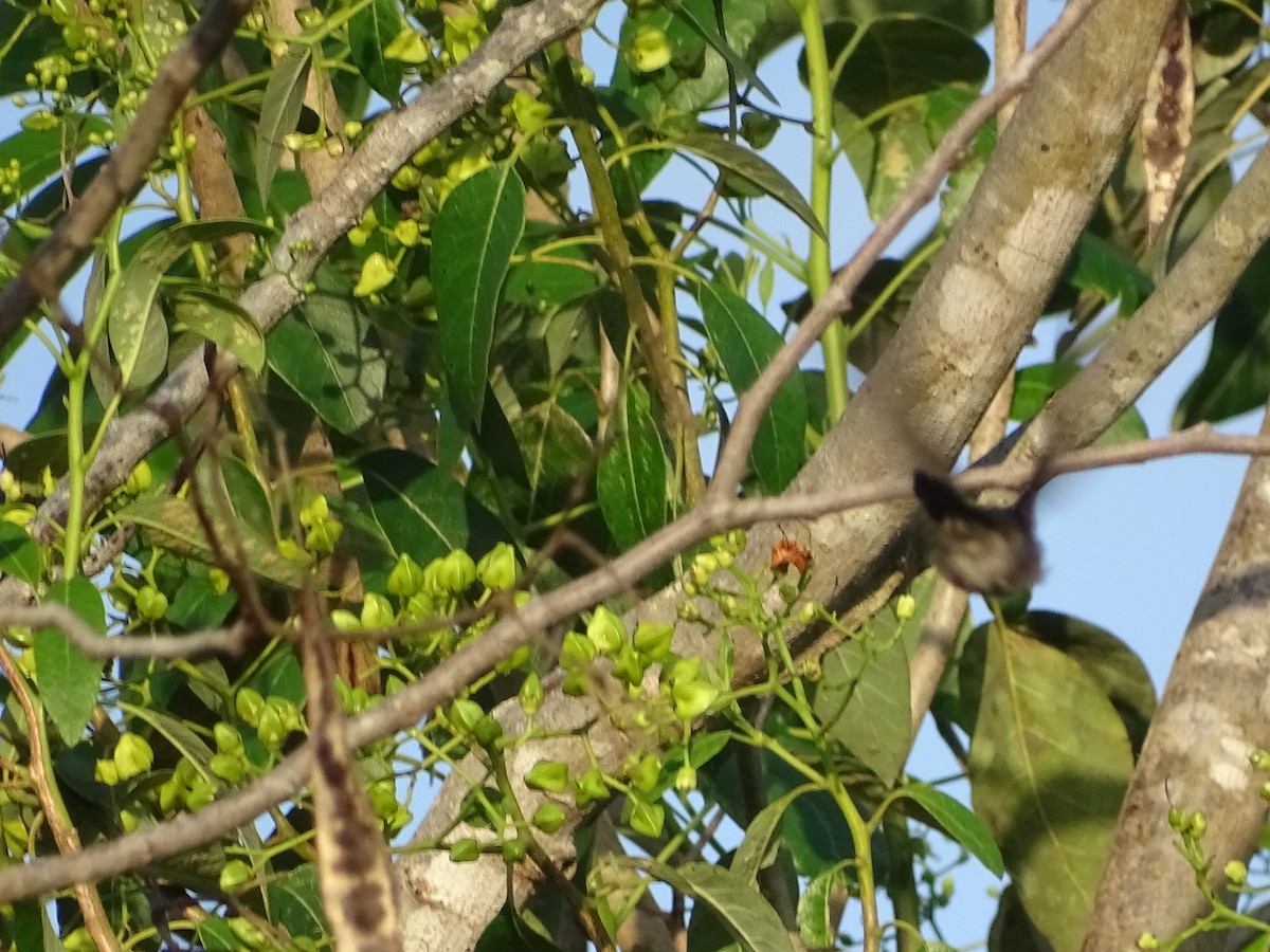 mexicosabelvinge - ML652071524