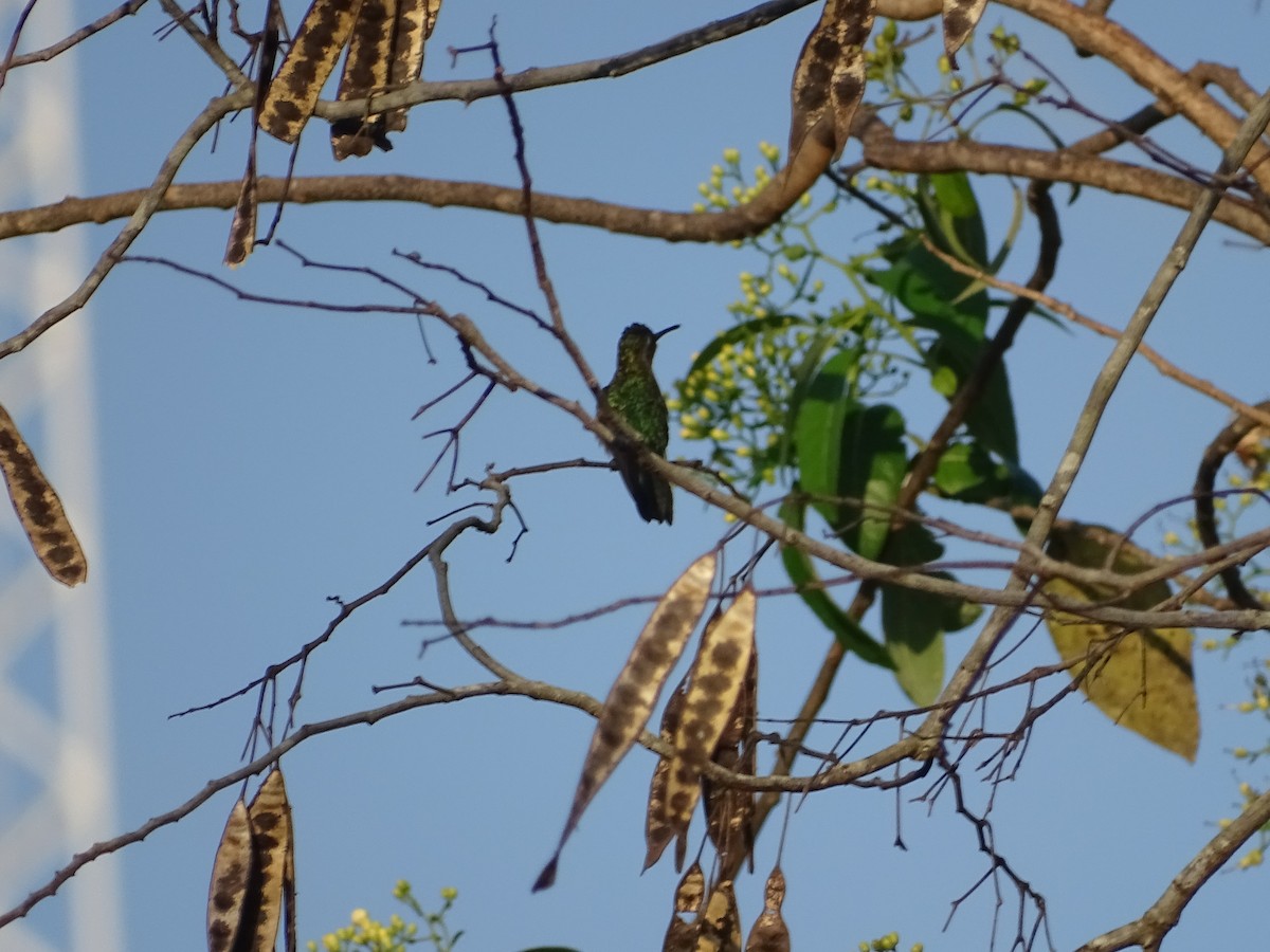 mexicosabelvinge - ML652071539