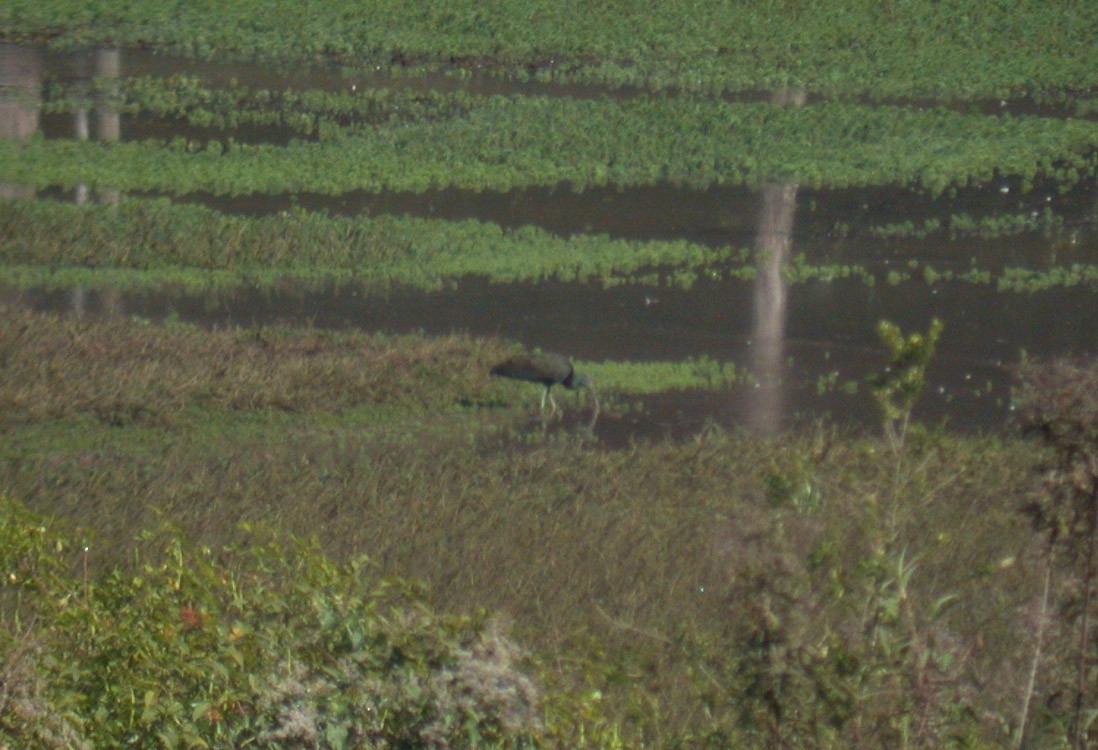 Ібіс каєнський - ML652071677