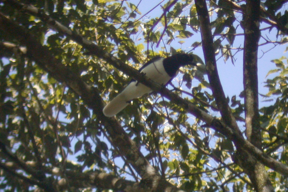 Пая бразильська - ML652071683