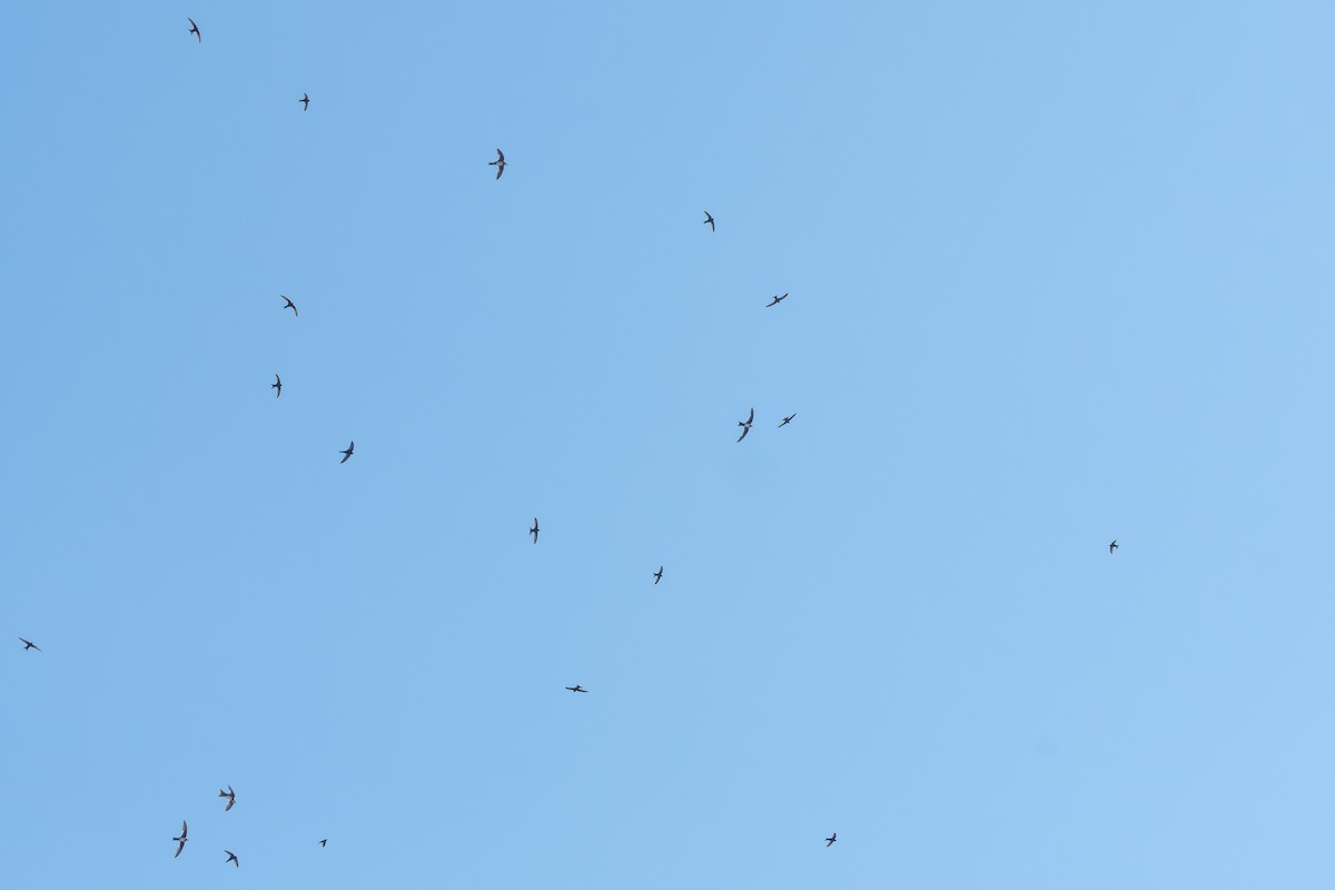 シロハラアマツバメ - ML652071984