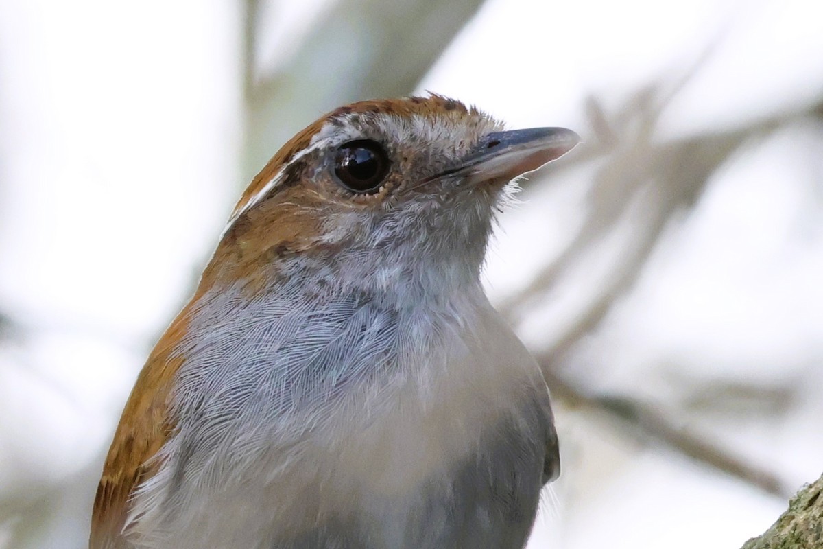 hettemyggeter - ML652073535