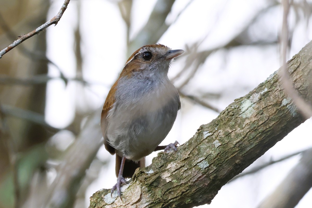 hettemyggeter - ML652073536