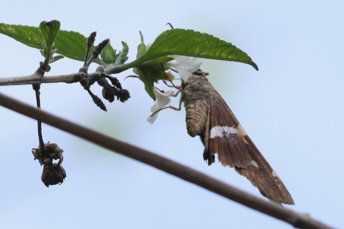 Gold-spotted Aguna - ML652073681