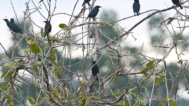 orientstær - ML652073967