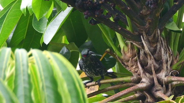 orientstær - ML652073968