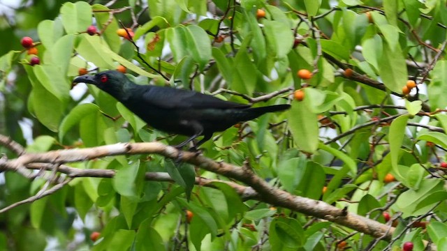 orientstær - ML652073970