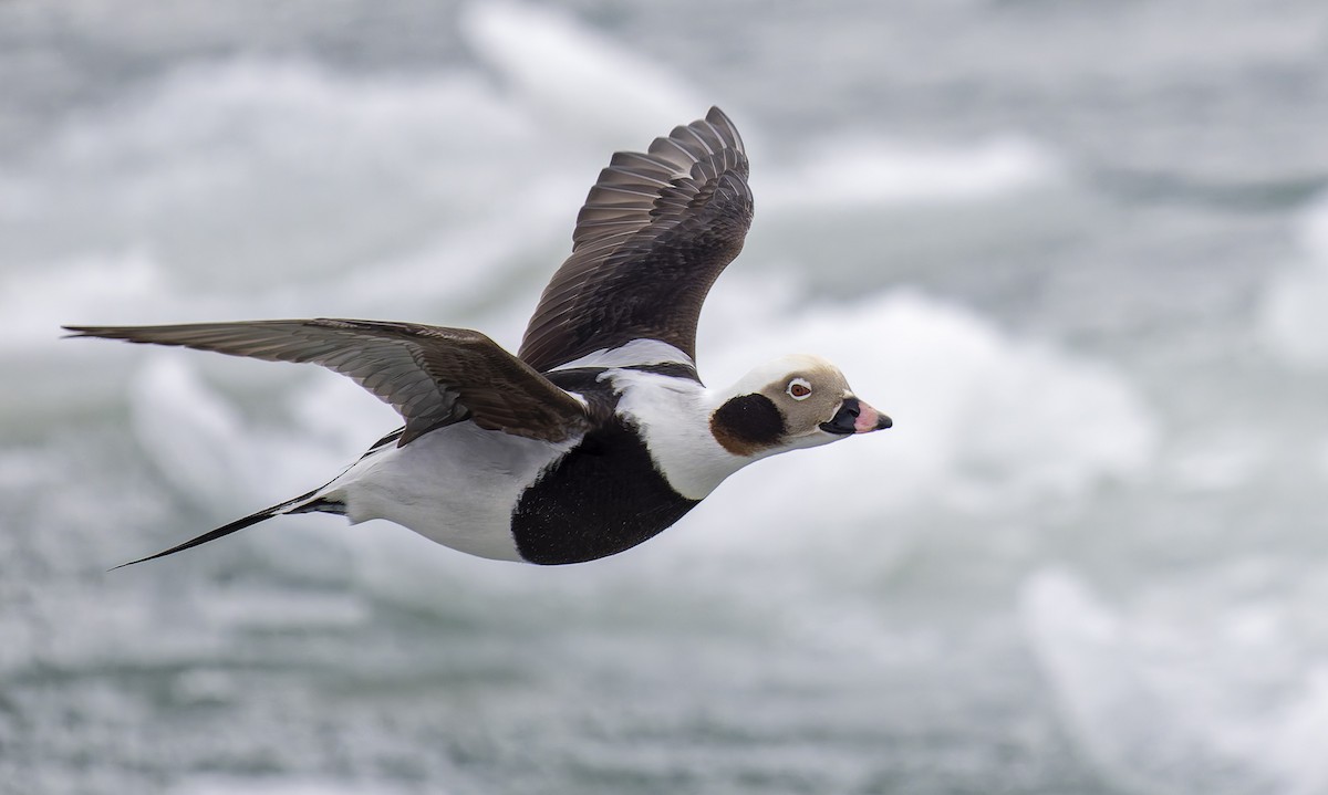 コオリガモ - ML652074011