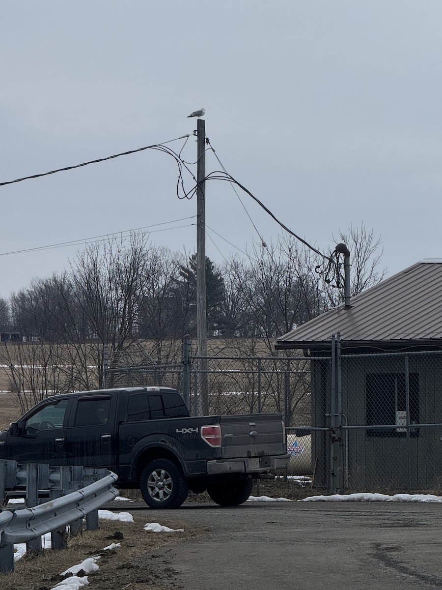 Ring-billed Gull - ML652074330