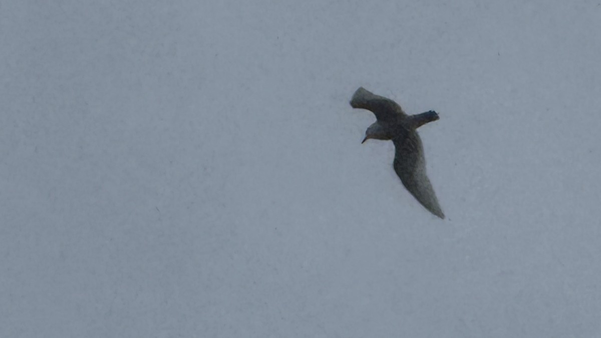 Iceland Gull (kumlieni) - ML652074333