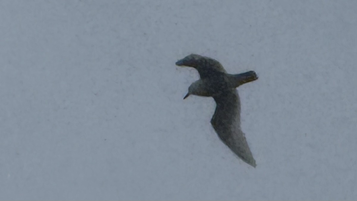 Iceland Gull (kumlieni) - ML652074334