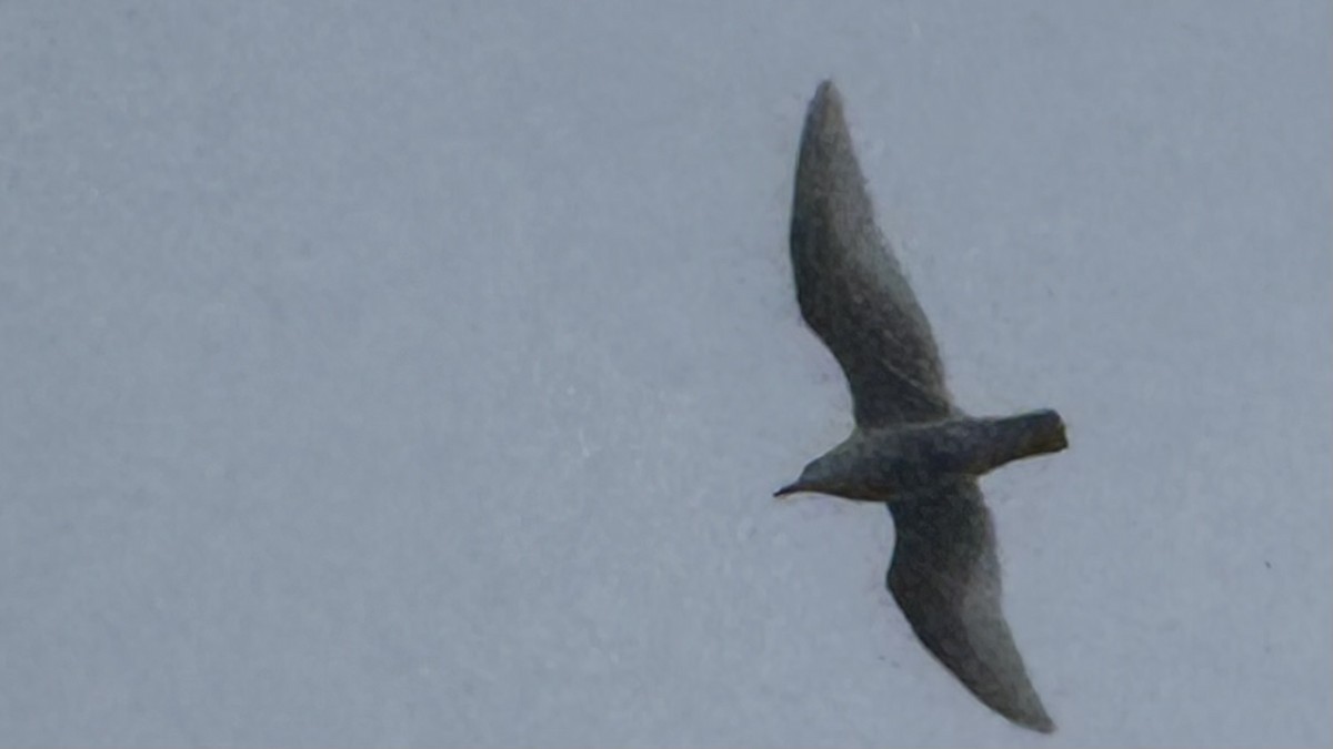 Iceland Gull (kumlieni) - ML652074335