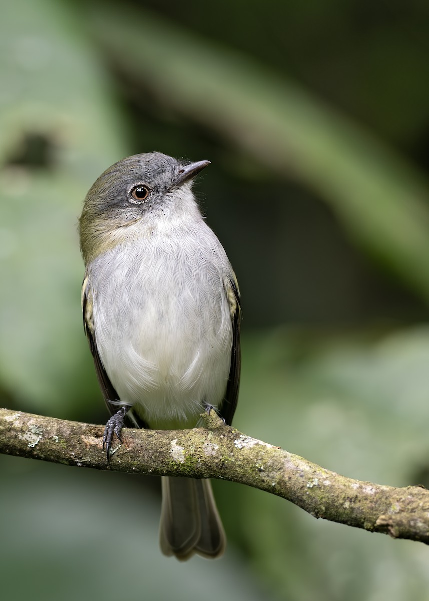 Gray-headed Elaenia - ML652074354