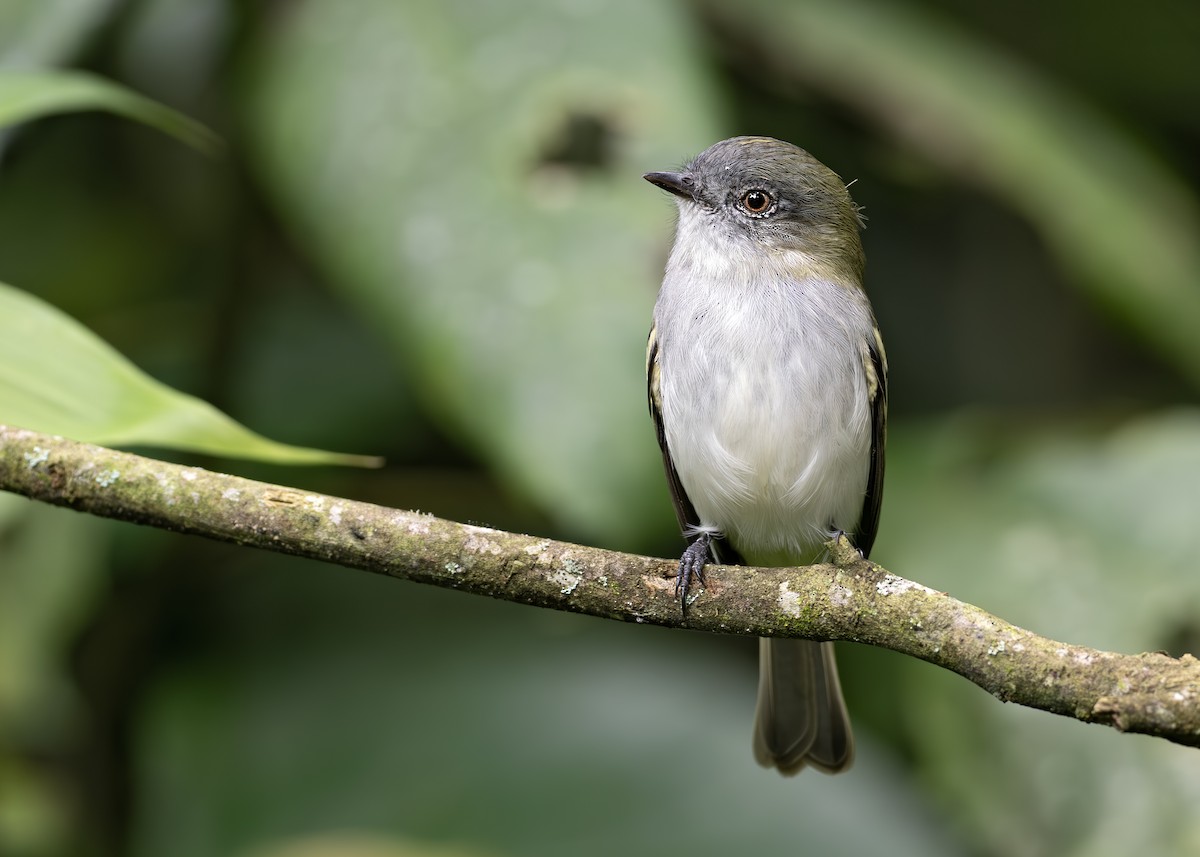 Gray-headed Elaenia - ML652074356