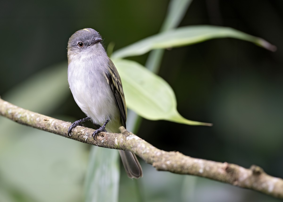 Gray-headed Elaenia - ML652074358