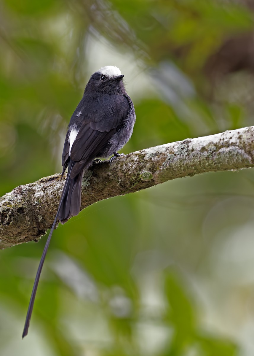 Long-tailed Tyrant - ML652074361