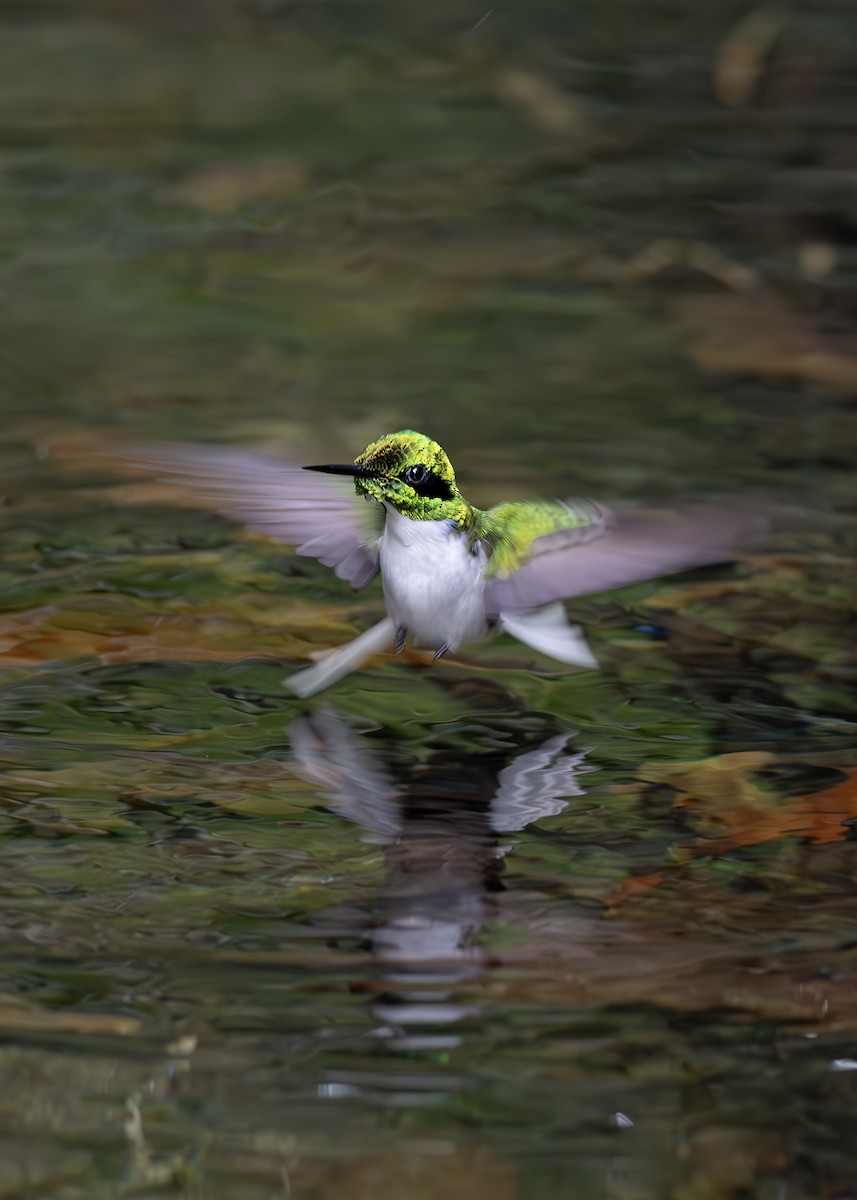 Black-eared Fairy - ML652074514
