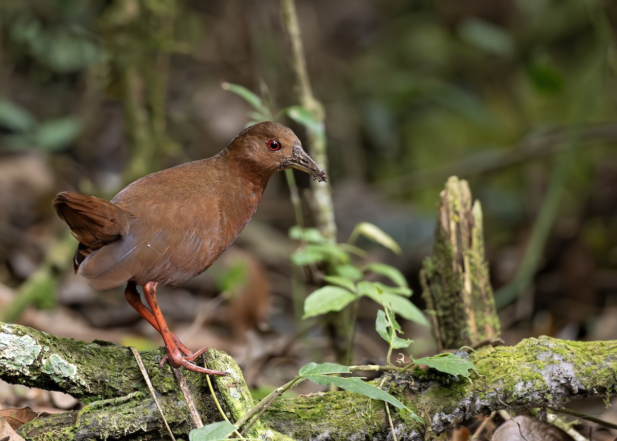 Uniform Crake - ML652074524