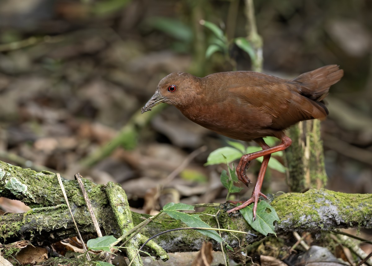 Uniform Crake - ML652074525