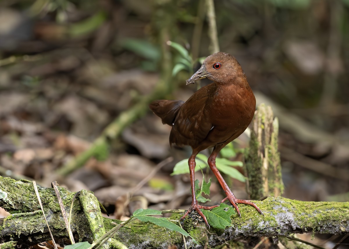 Uniform Crake - ML652074526