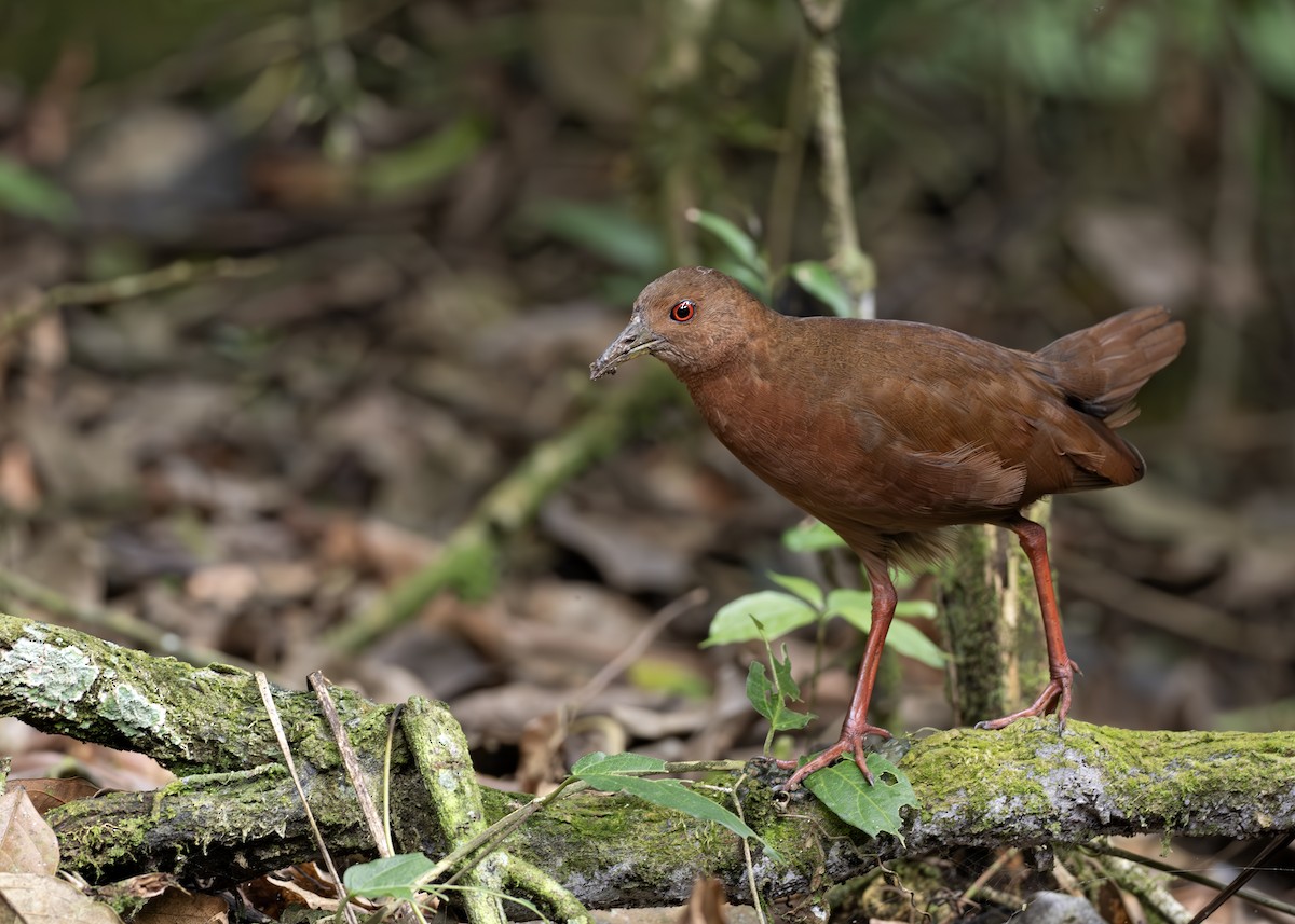 Uniform Crake - ML652074527