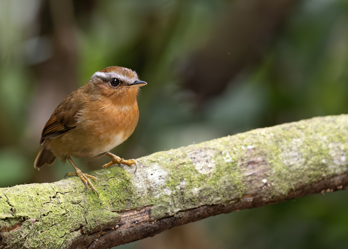 Rufous Gnateater - ML652074538