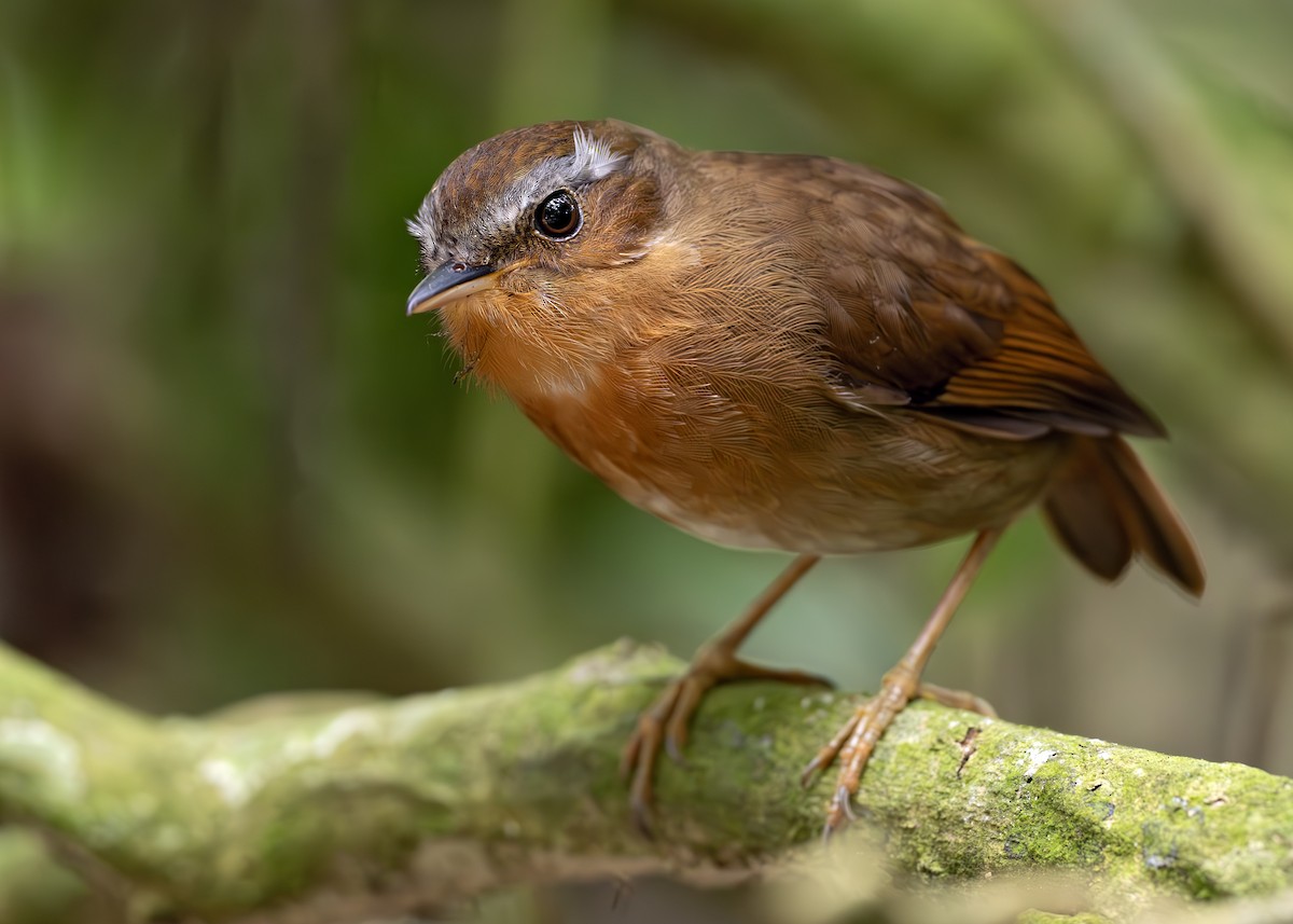 Rufous Gnateater - ML652074539