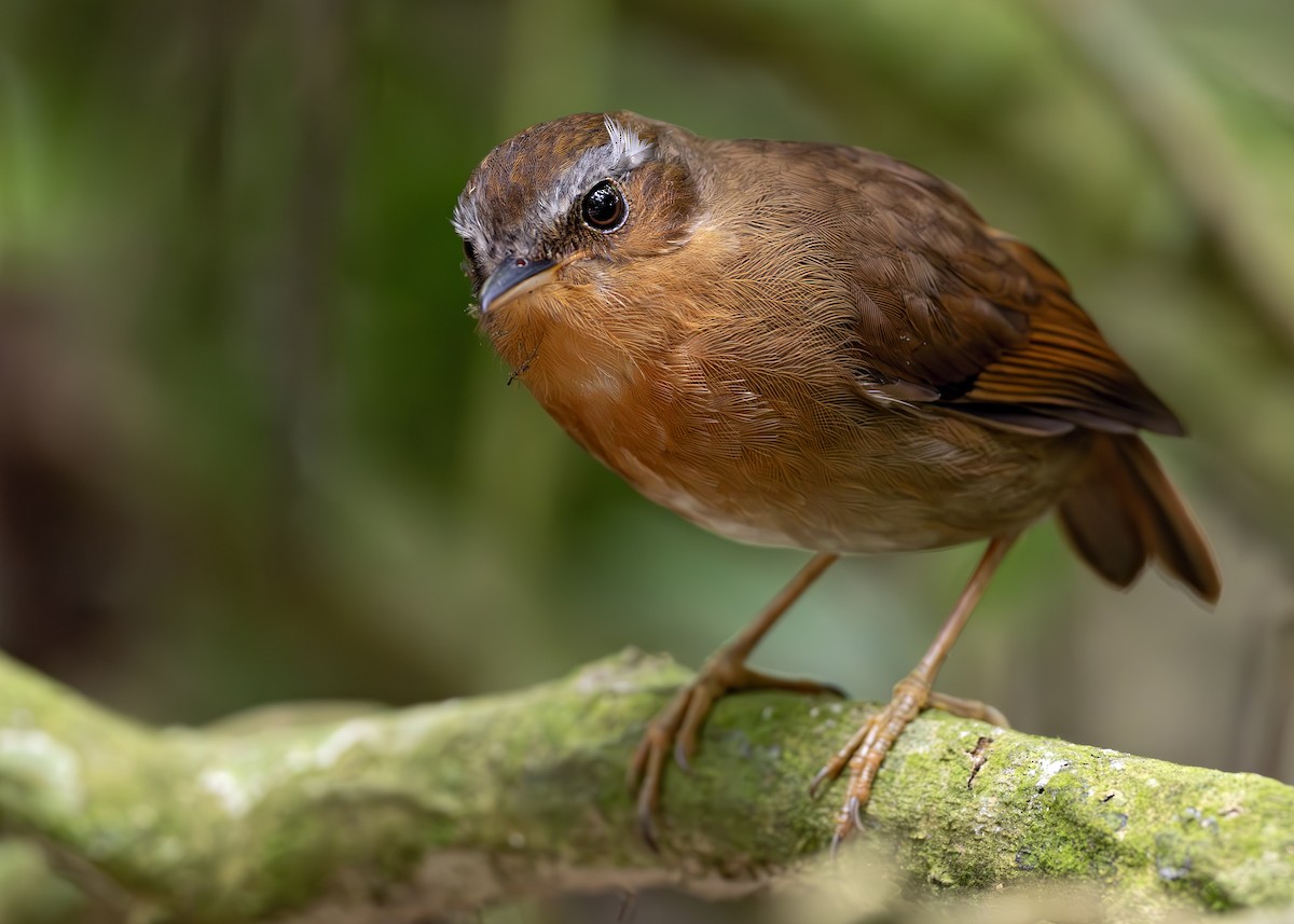 Rufous Gnateater - ML652074540