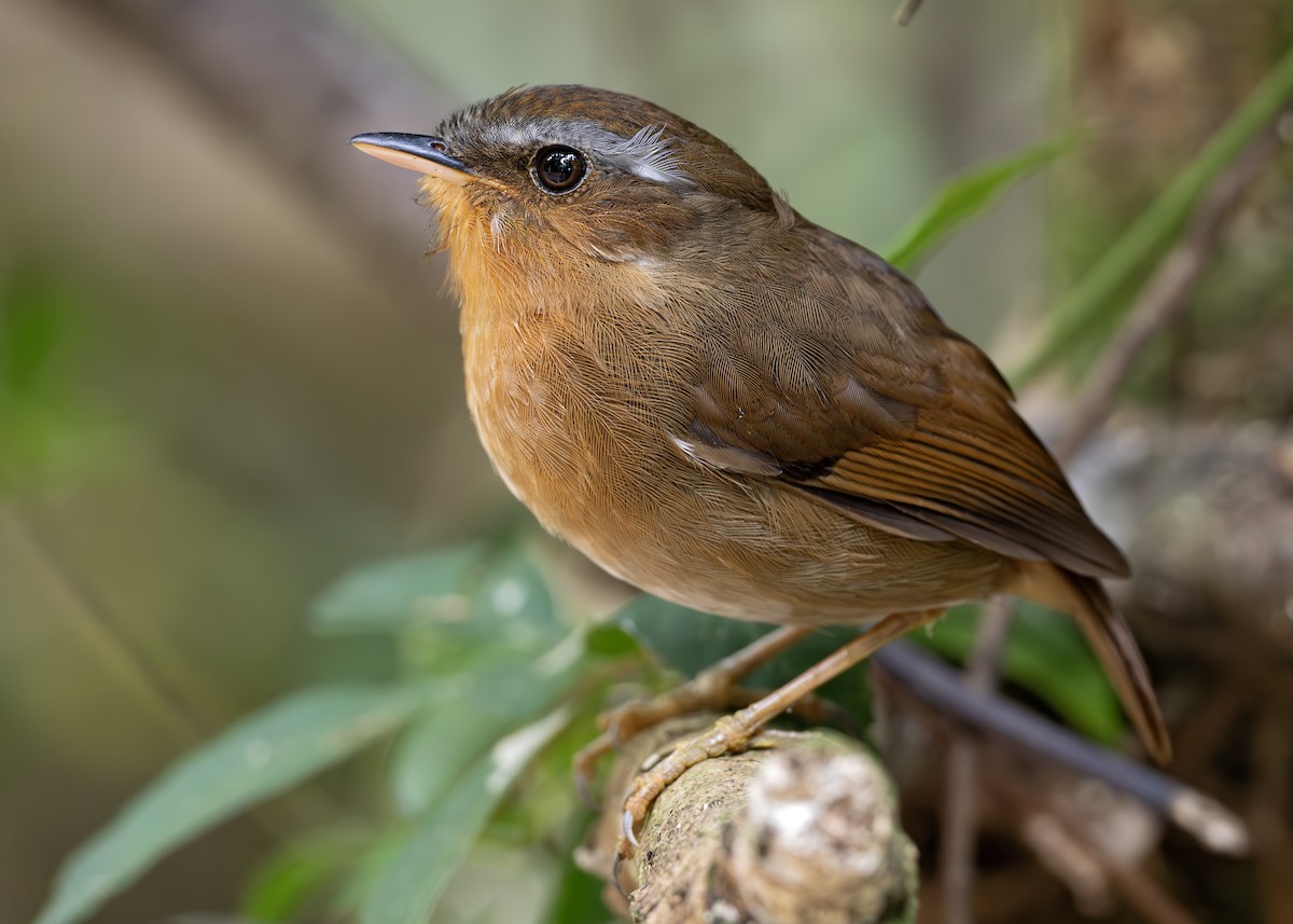 Rufous Gnateater - ML652074542