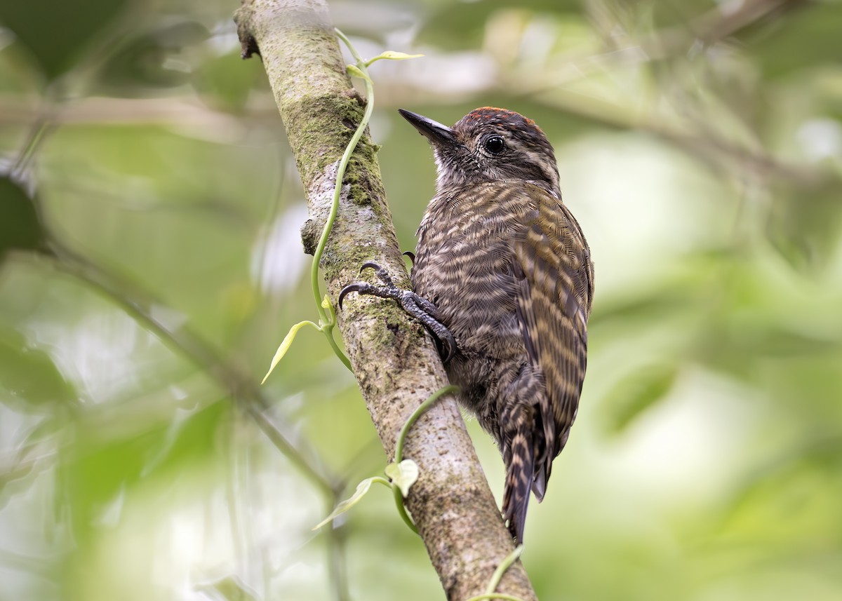 White-spotted Woodpecker - ML652074569