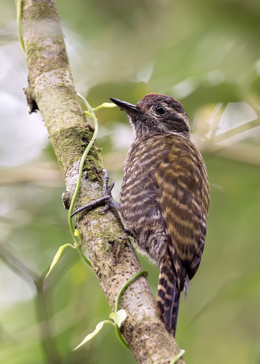 White-spotted Woodpecker - ML652074570