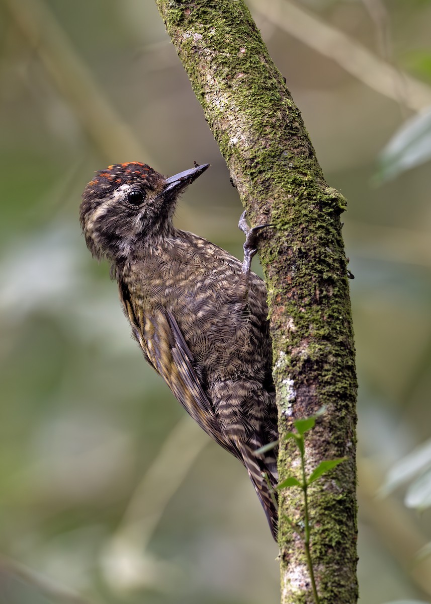 White-spotted Woodpecker - ML652074571