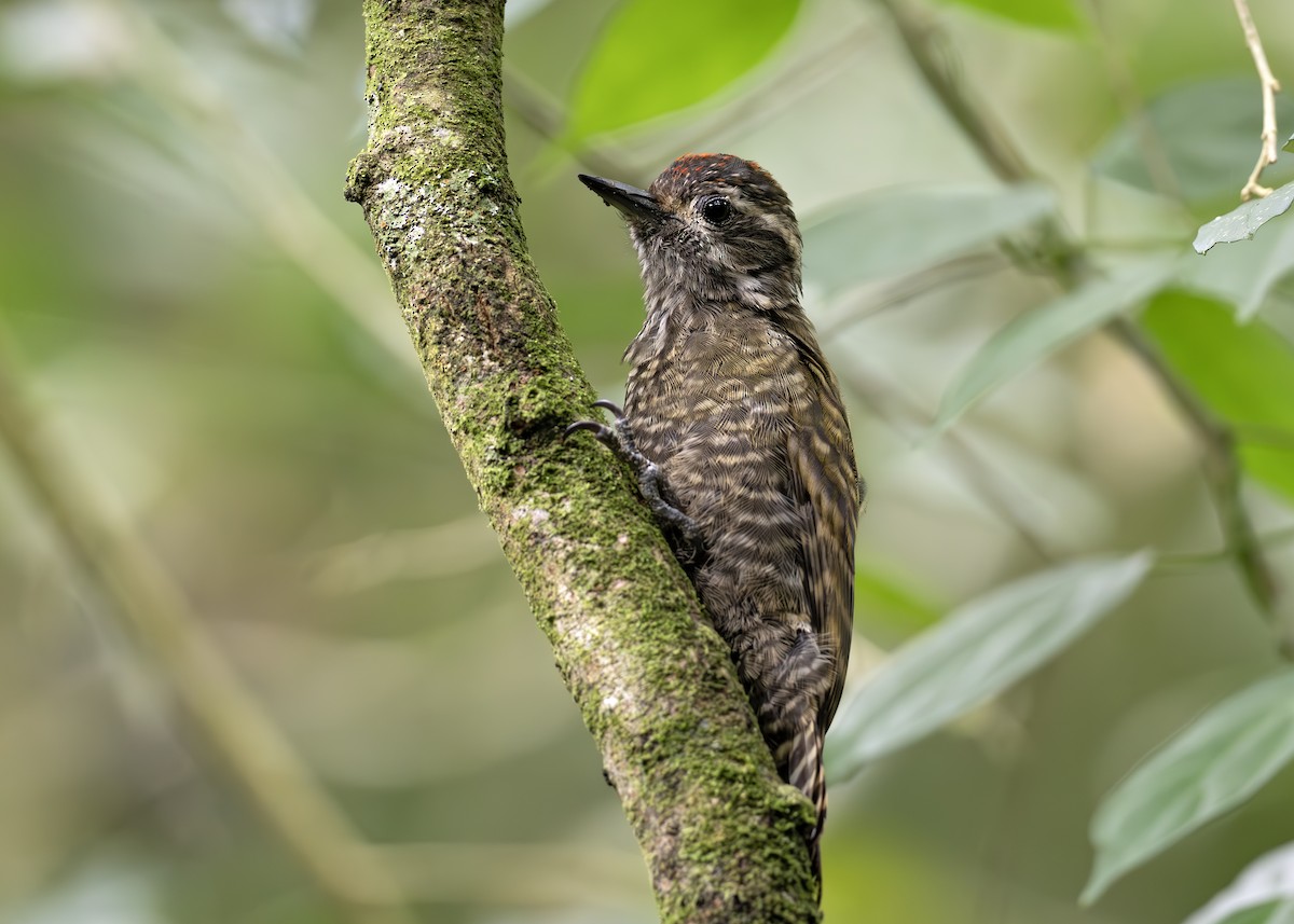 White-spotted Woodpecker - ML652074572