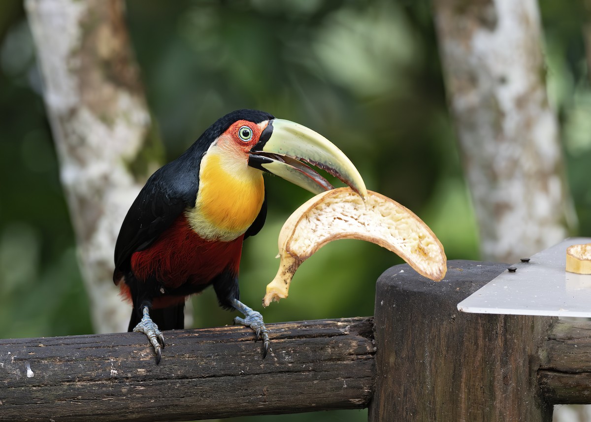 Red-breasted Toucan - ML652074633