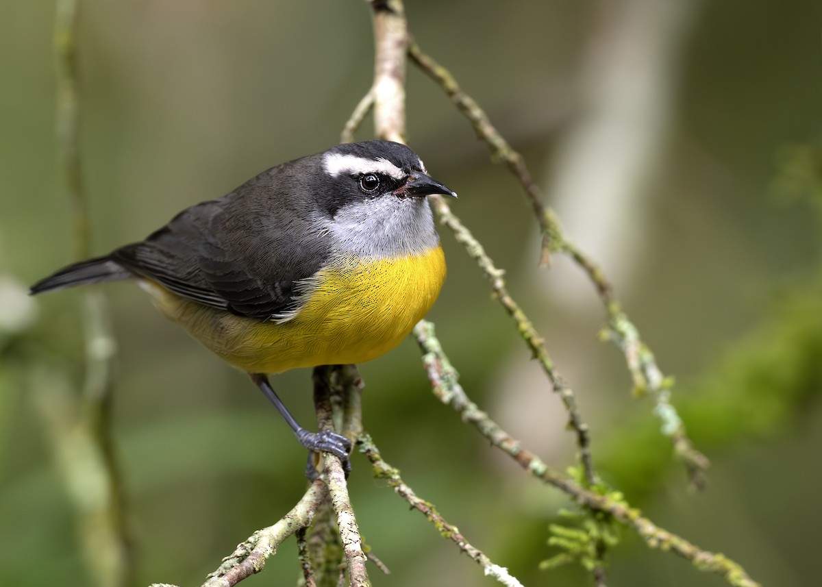 Bananaquit - ML652074660