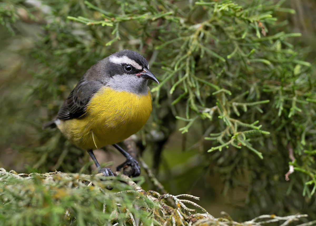 Bananaquit - ML652074661