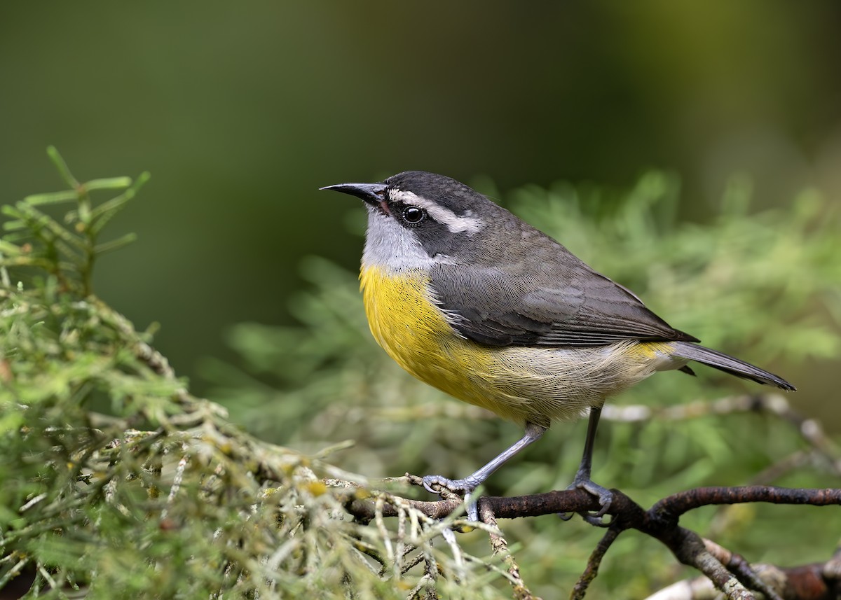 Bananaquit - ML652074662