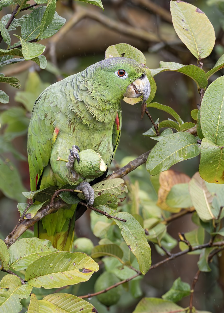 Mealy Amazon - ML652074675