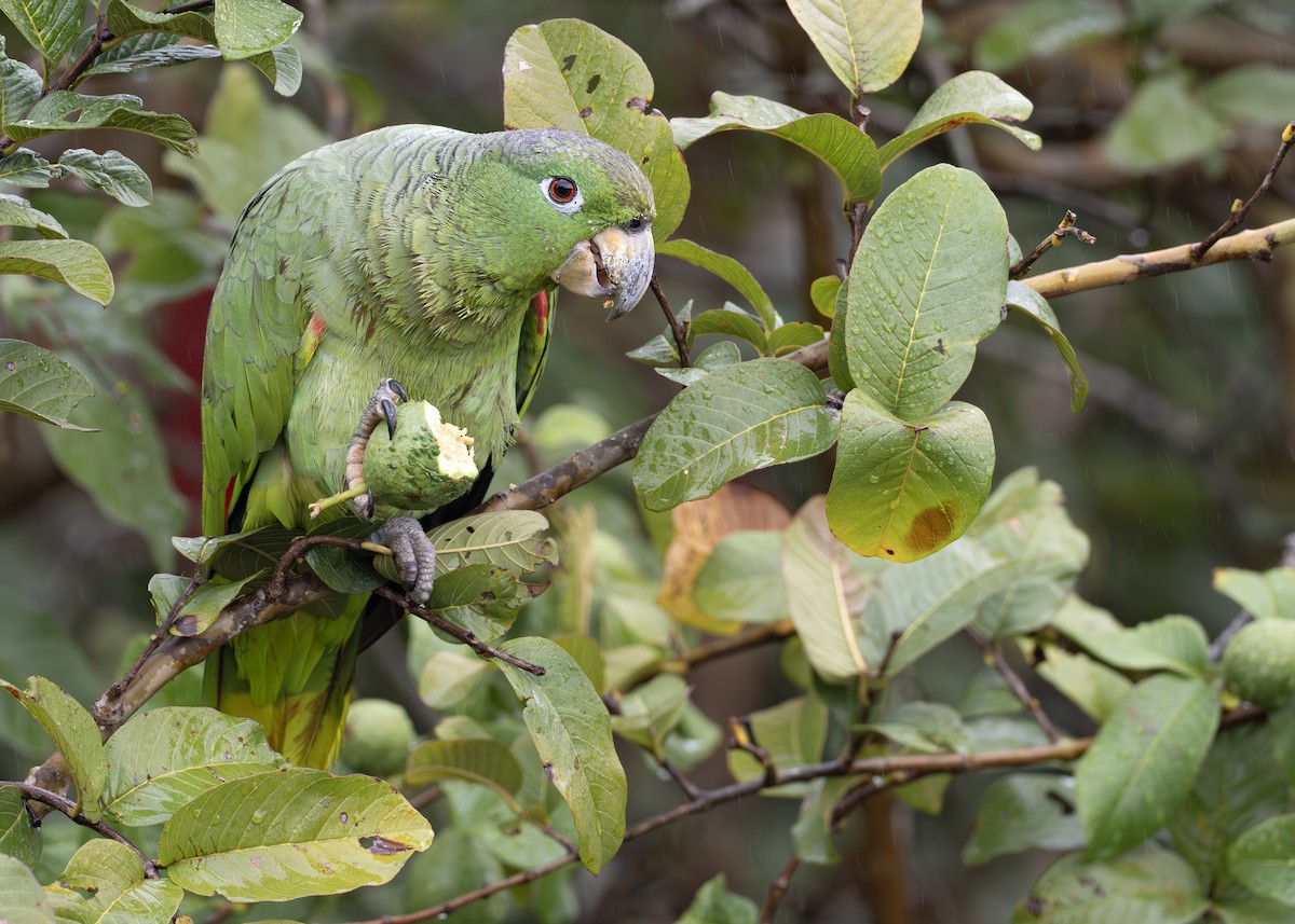 Mealy Amazon - ML652074676