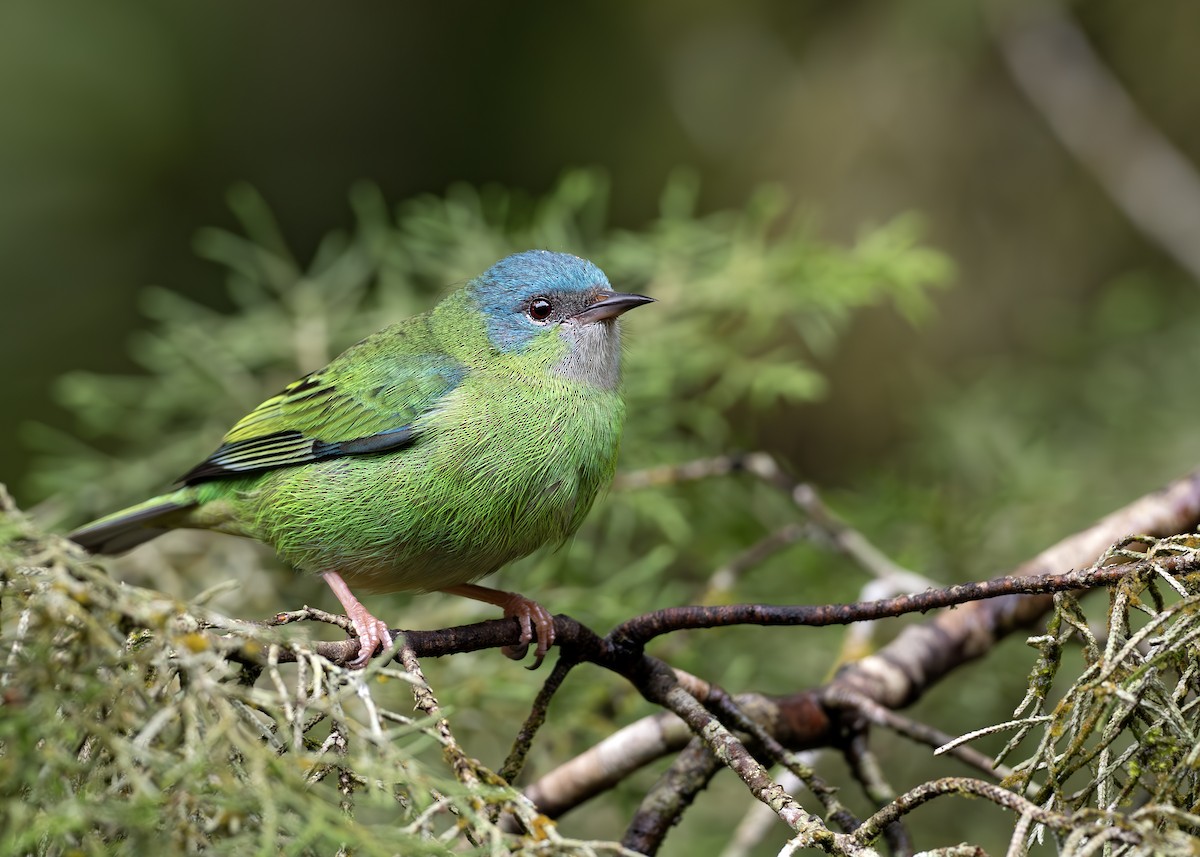 Blue Dacnis - ML652074698