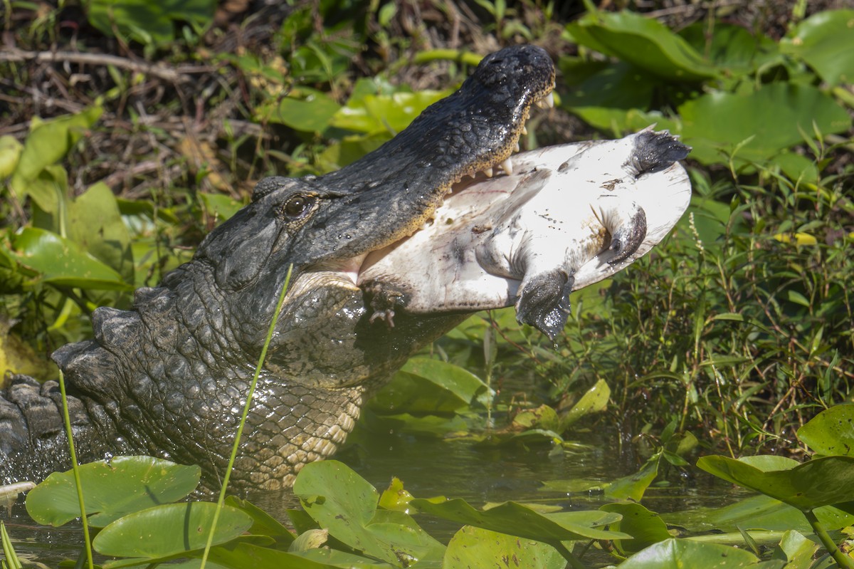 Alligatore del Mississippi - ML652074711